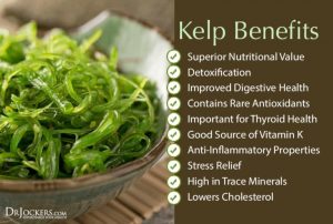 Kelp Benefits
